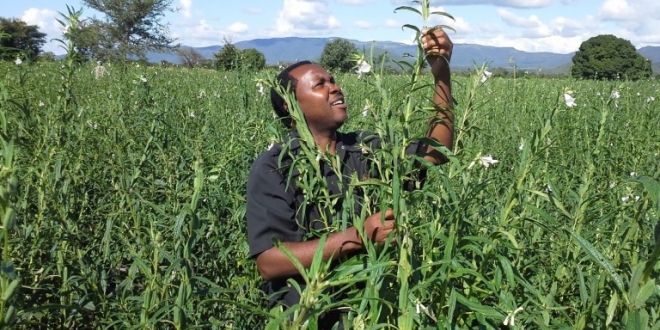 Sisame seeds